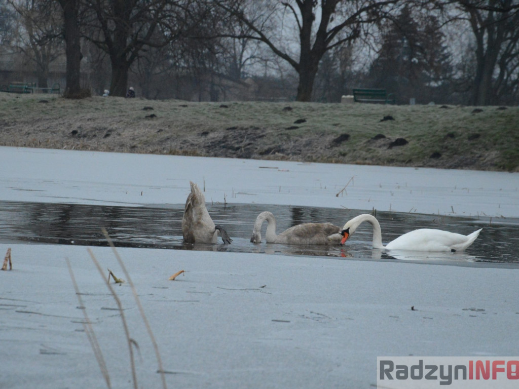Wypięły się na Pałac