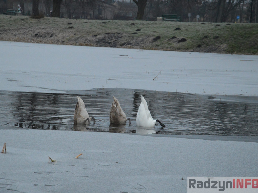 Wypięły się na Pałac