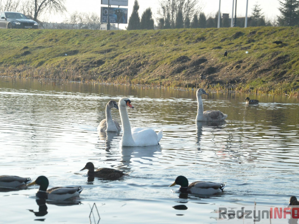 Wiosenny grudzień w obiektywie