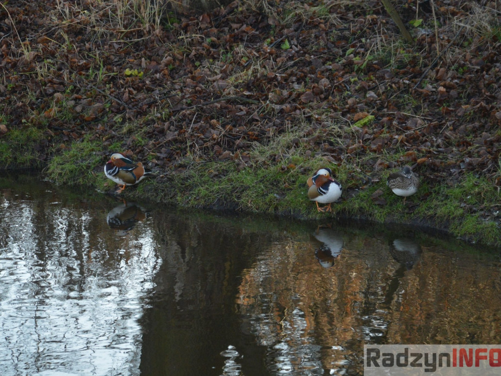Wiosenny grudzień w obiektywie
