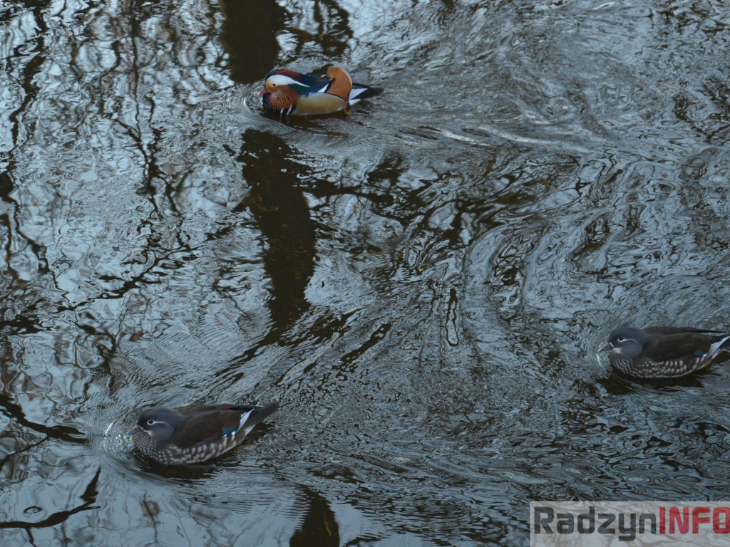Wiosenny grudzień w obiektywie