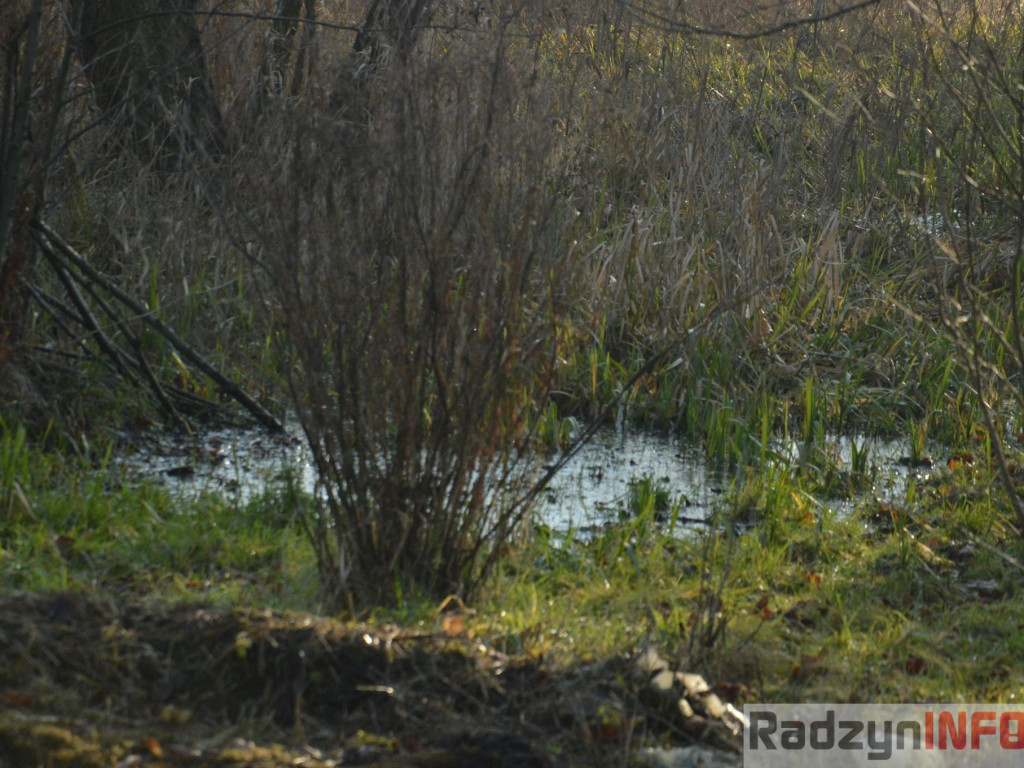 Wiosenny grudzień w obiektywie