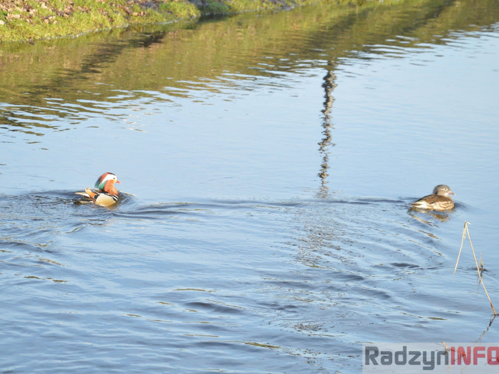 Wiosenny grudzień w obiektywie