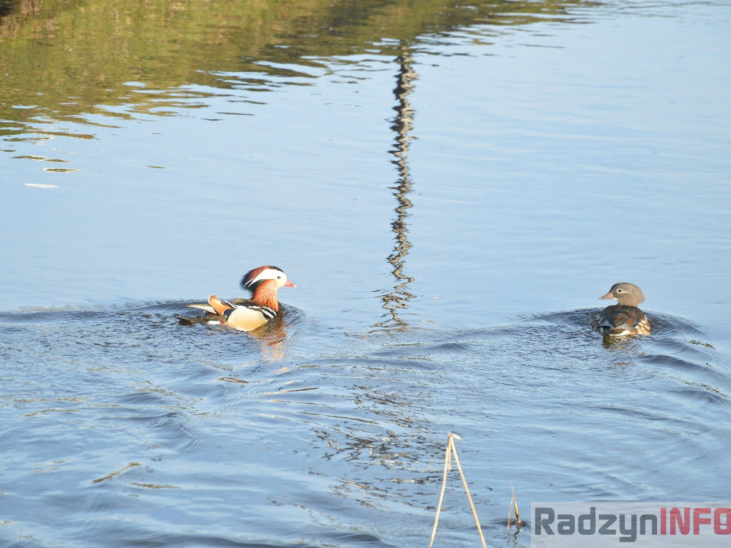 Wiosenny grudzień w obiektywie
