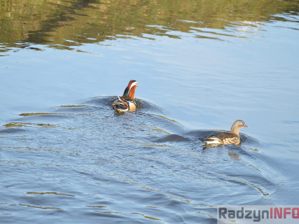 Wiosenny grudzień w obiektywie