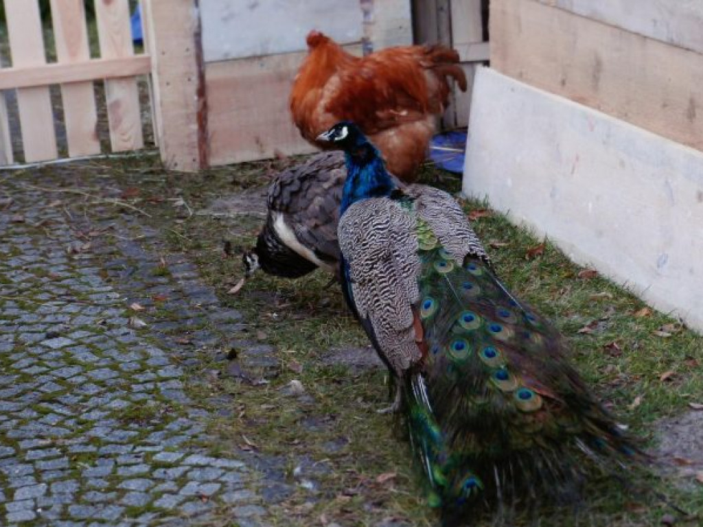 Żywa szopka bożonarodzeniowa