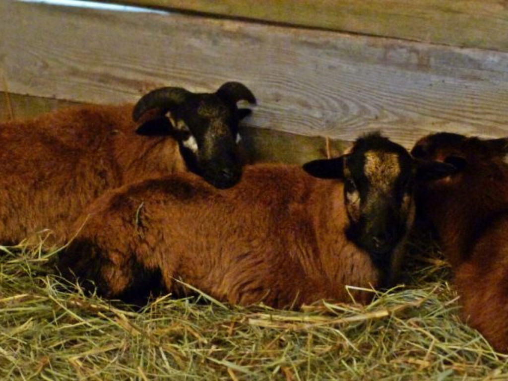 Żywa szopka bożonarodzeniowa