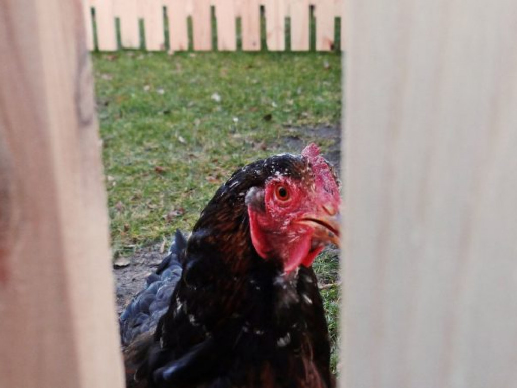 Żywa szopka bożonarodzeniowa