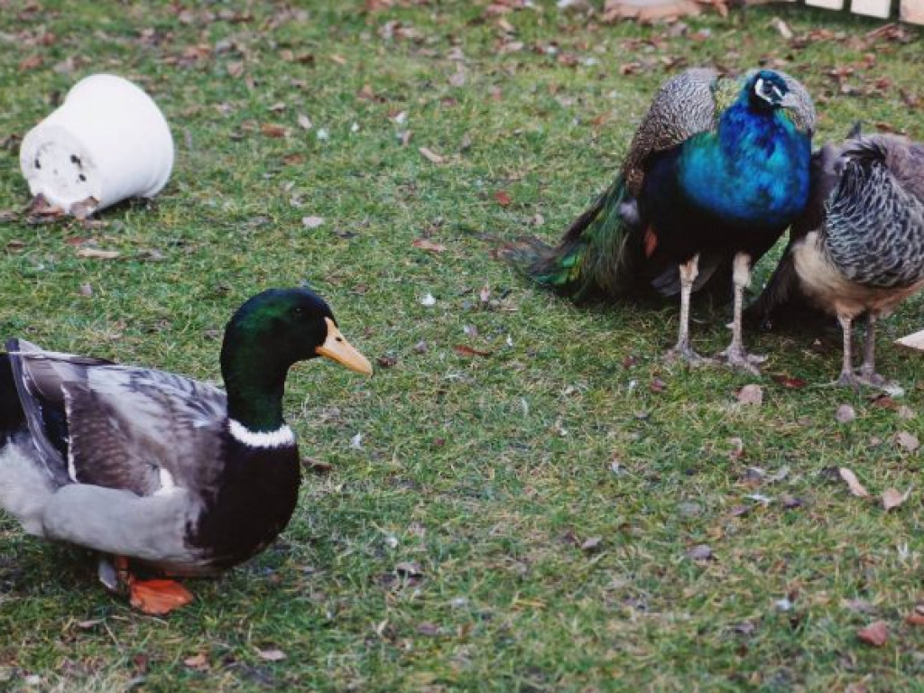 Żywa szopka bożonarodzeniowa