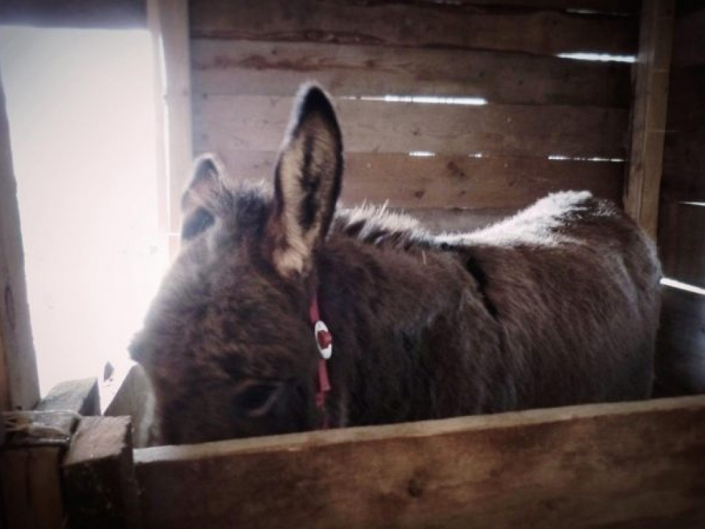 Żywa szopka bożonarodzeniowa