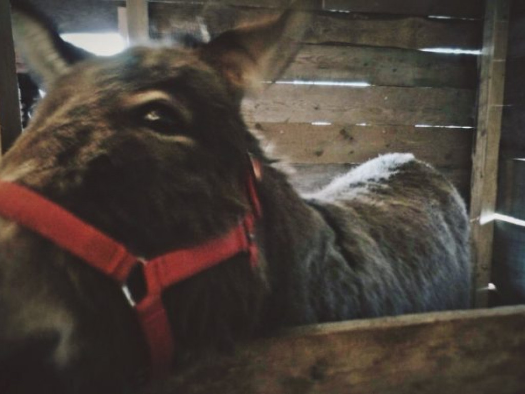 Żywa szopka bożonarodzeniowa