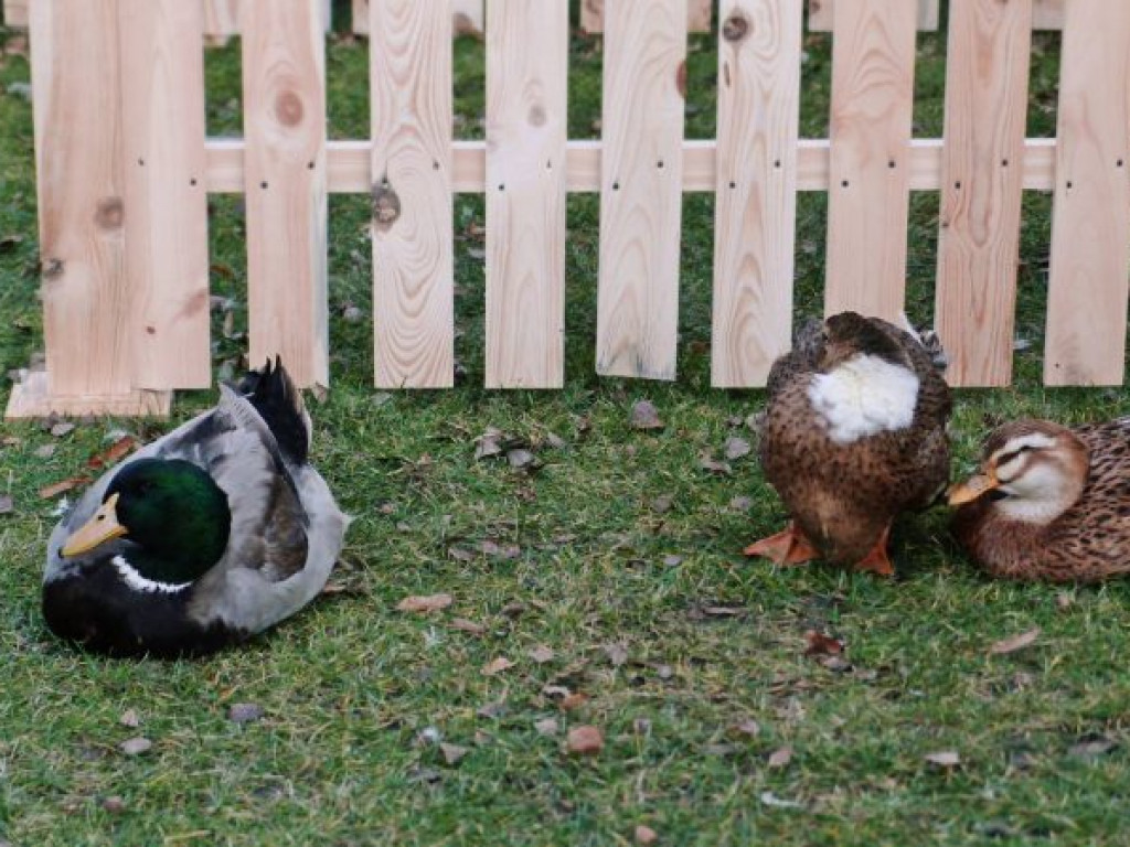 Żywa szopka bożonarodzeniowa