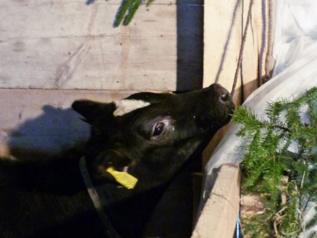 Żywa szopka bożonarodzeniowa