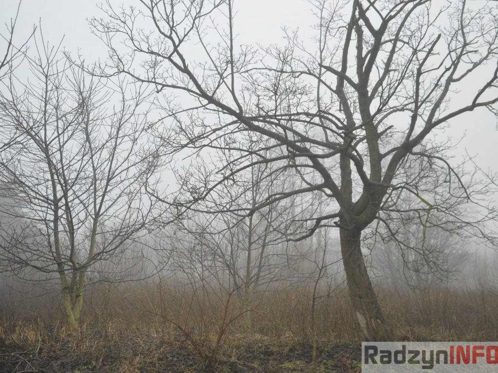 Radzyń we mgle
