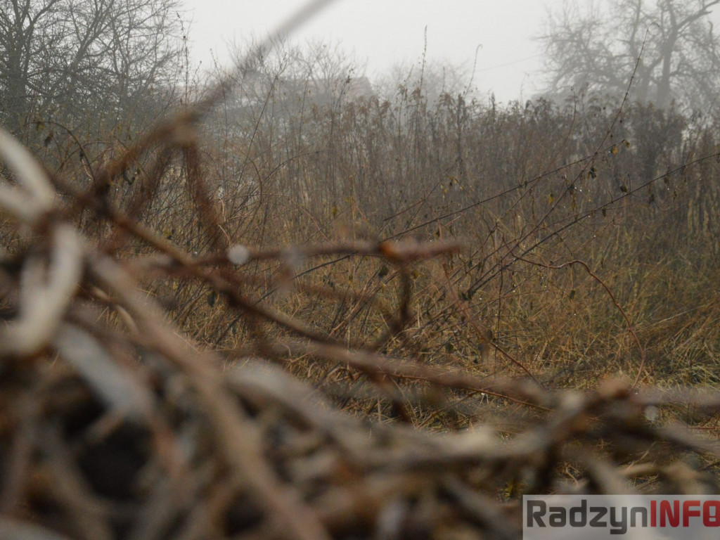 Radzyń we mgle