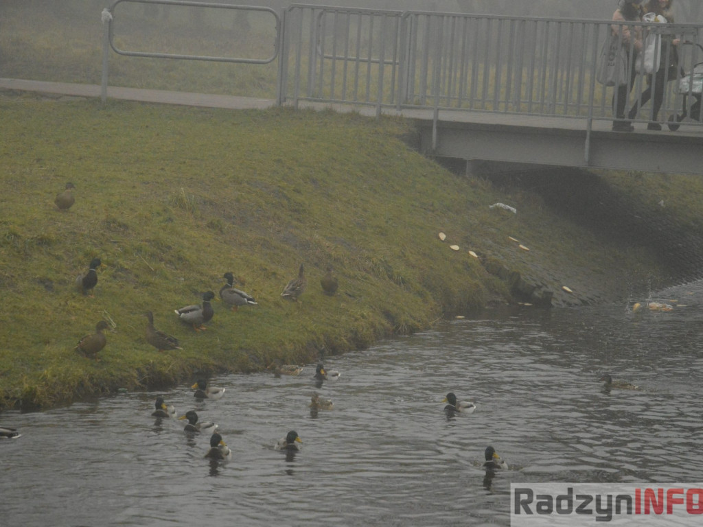 Radzyń we mgle