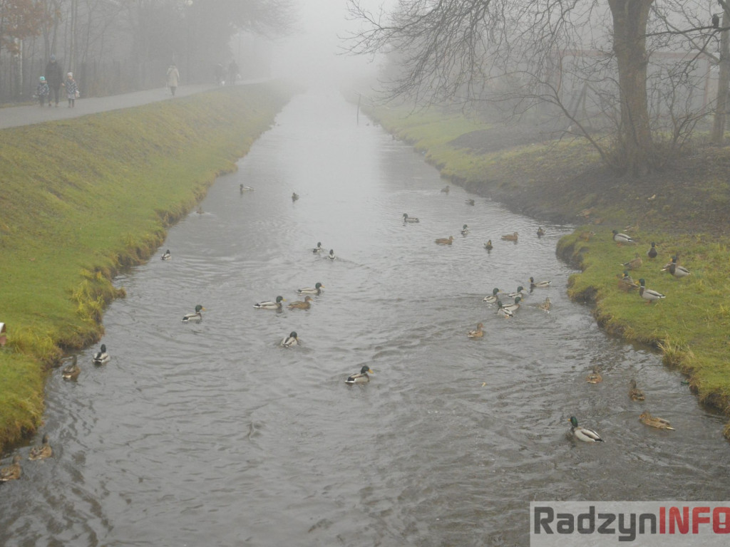 Radzyń we mgle
