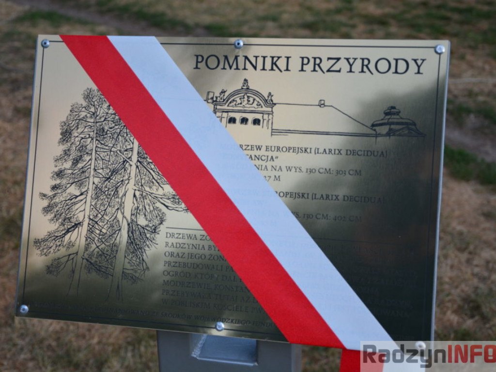 Radzyńskie pomniki przyrody - Konstancja i Stanisław