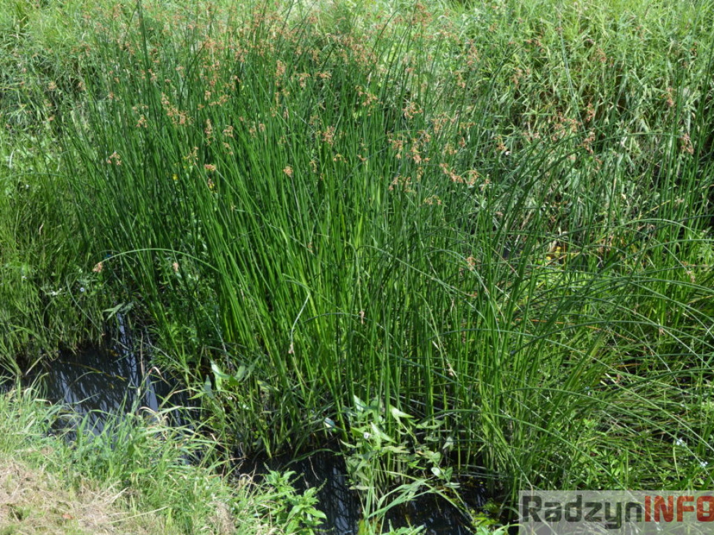 Rzeka Białka zarasta