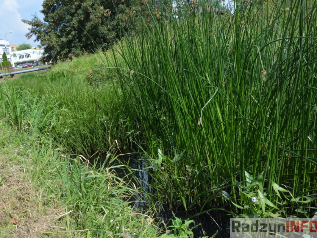 Rzeka Białka zarasta