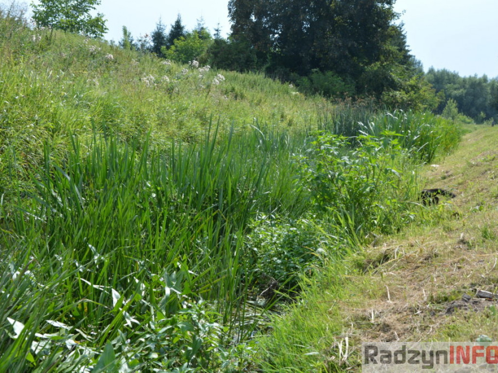 Rzeka Białka zarasta