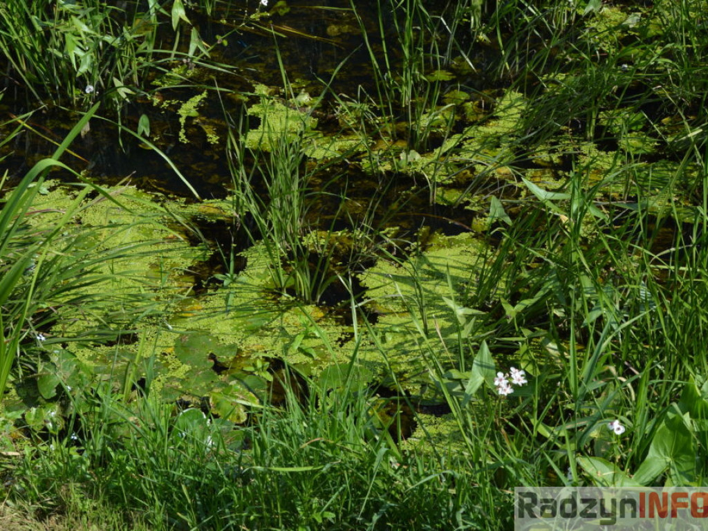 Rzeka Białka zarasta