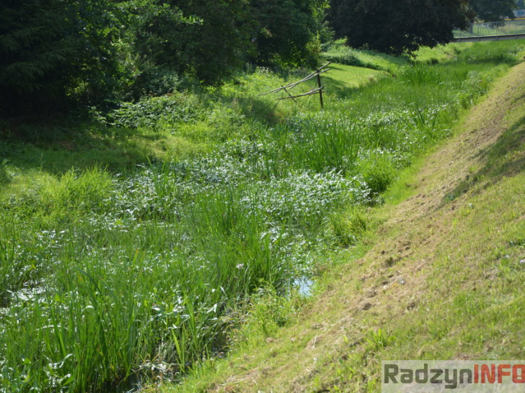 Rzeka Białka zarasta