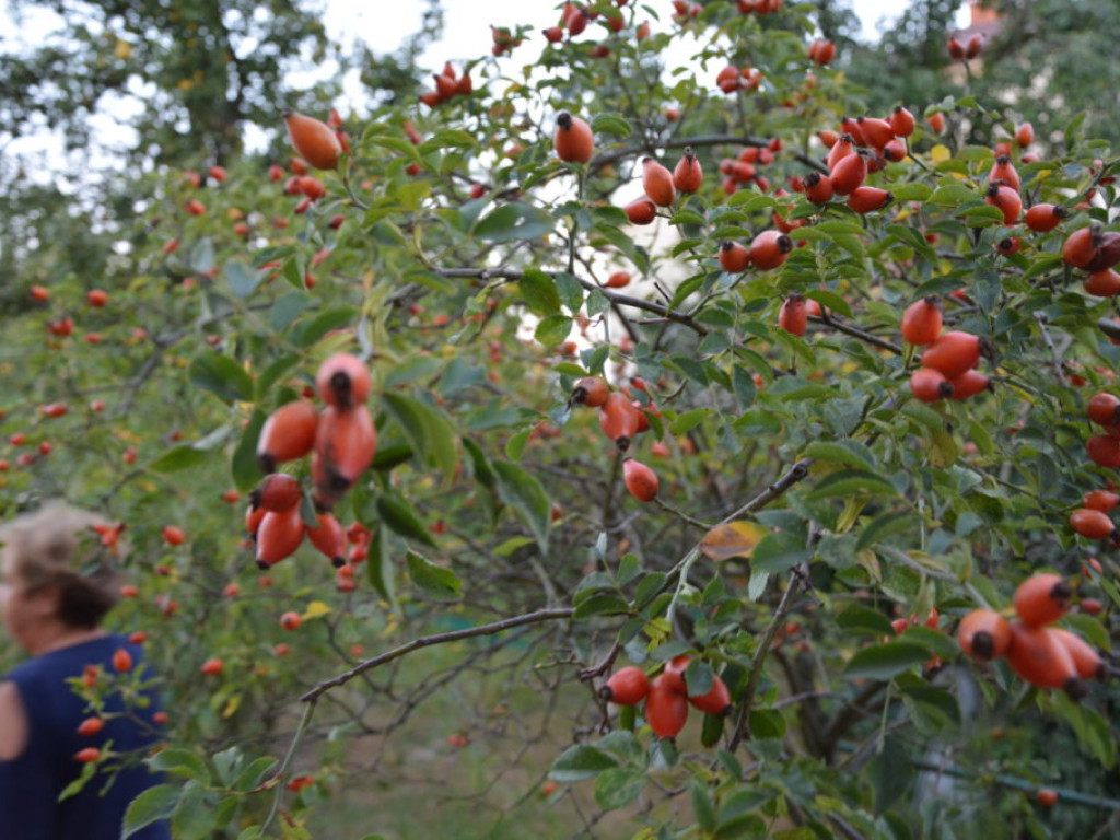 Wszystkie smaki lata, czyli spiżarnia państwa Piasków