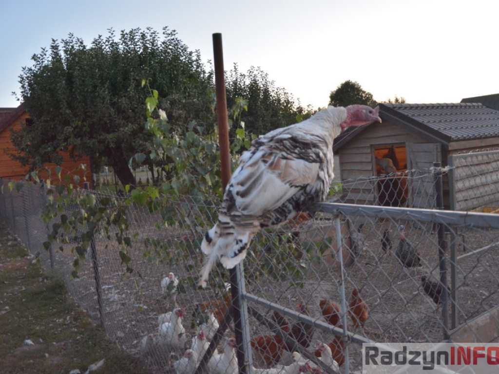Wszystkie smaki lata, czyli spiżarnia państwa Piasków