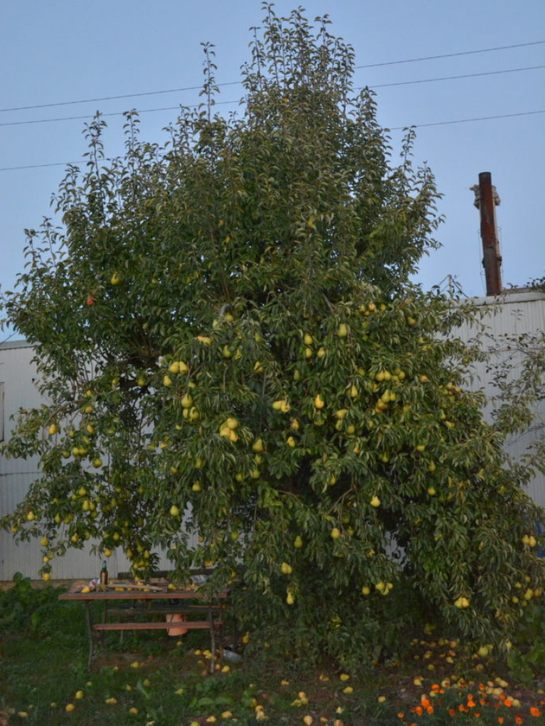 Wszystkie smaki lata, czyli spiżarnia państwa Piasków