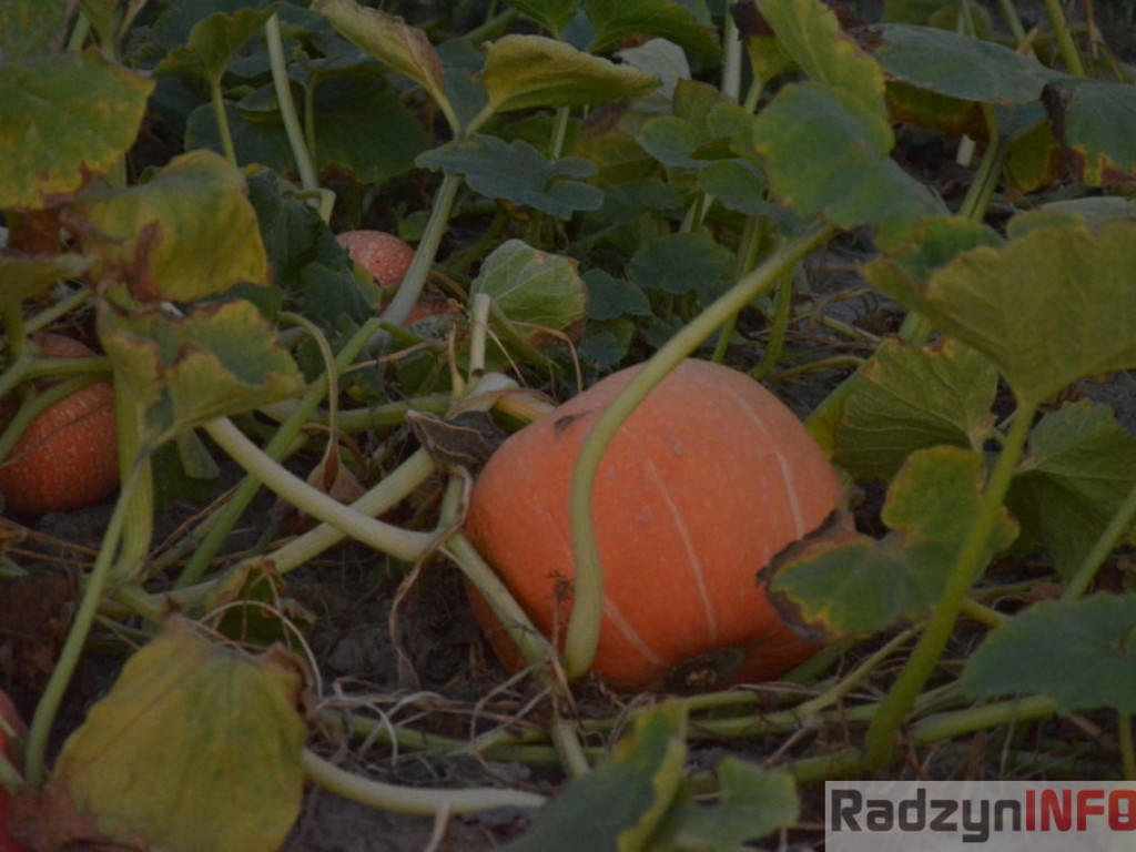 Wszystkie smaki lata, czyli spiżarnia państwa Piasków