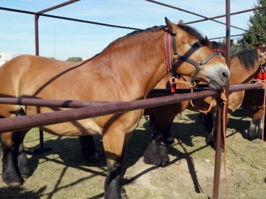 Konie w stępie i kłusie, czyli Wojewódzki Czempionat w Bedlnie