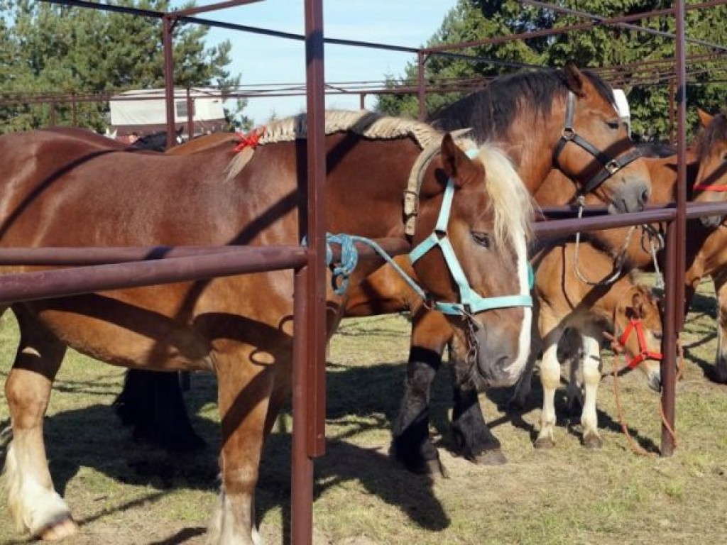 Konie w stępie i kłusie, czyli Wojewódzki Czempionat w Bedlnie