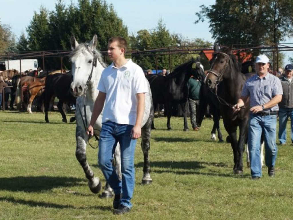 Konie w stępie i kłusie, czyli Wojewódzki Czempionat w Bedlnie