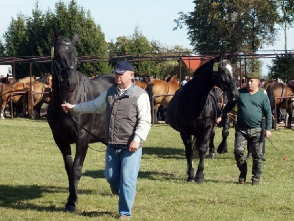 Konie w stępie i kłusie, czyli Wojewódzki Czempionat w Bedlnie