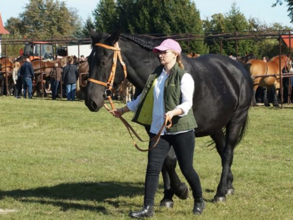 Konie w stępie i kłusie, czyli Wojewódzki Czempionat w Bedlnie