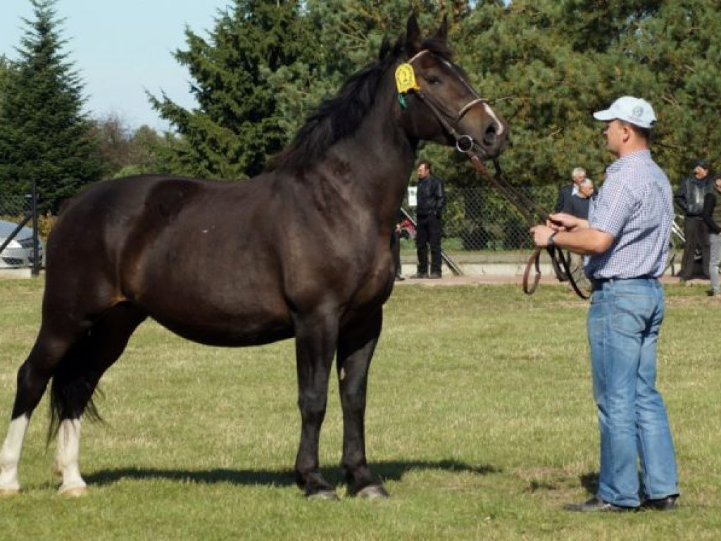 Konie w stępie i kłusie, czyli Wojewódzki Czempionat w Bedlnie