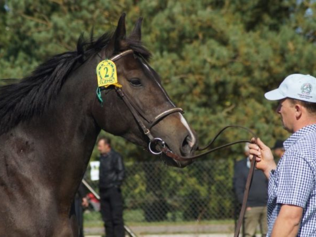 Konie w stępie i kłusie, czyli Wojewódzki Czempionat w Bedlnie