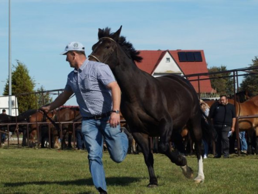 Konie w stępie i kłusie, czyli Wojewódzki Czempionat w Bedlnie