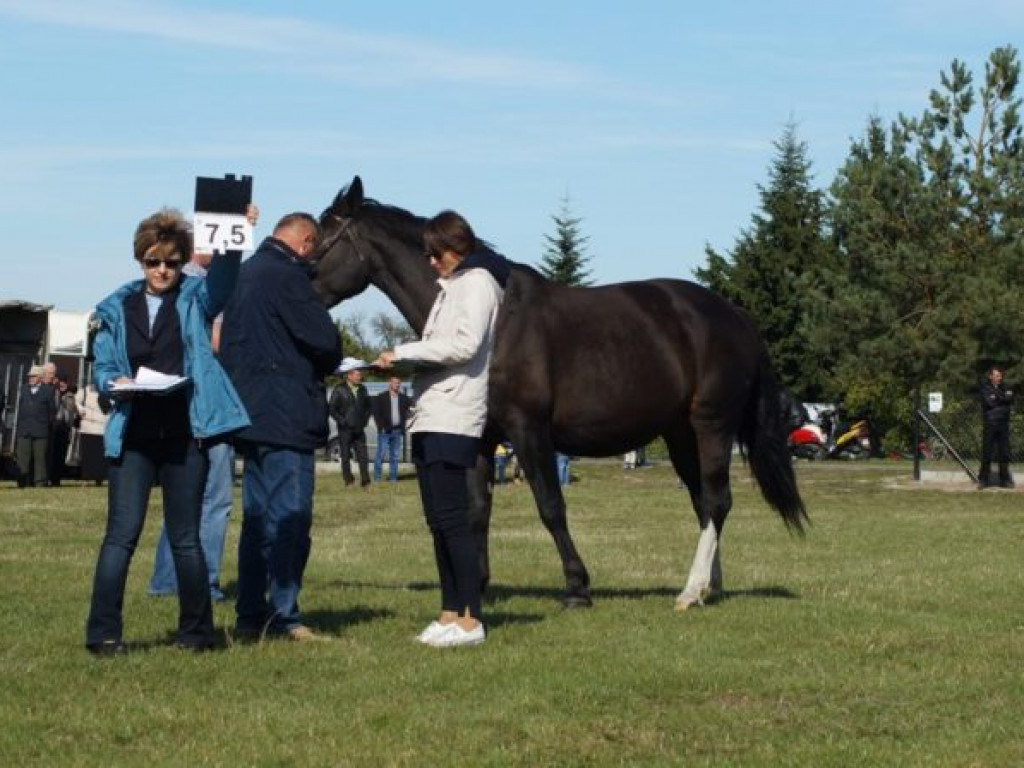 Konie w stępie i kłusie, czyli Wojewódzki Czempionat w Bedlnie