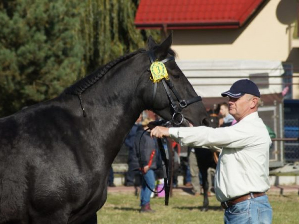 Konie w stępie i kłusie, czyli Wojewódzki Czempionat w Bedlnie