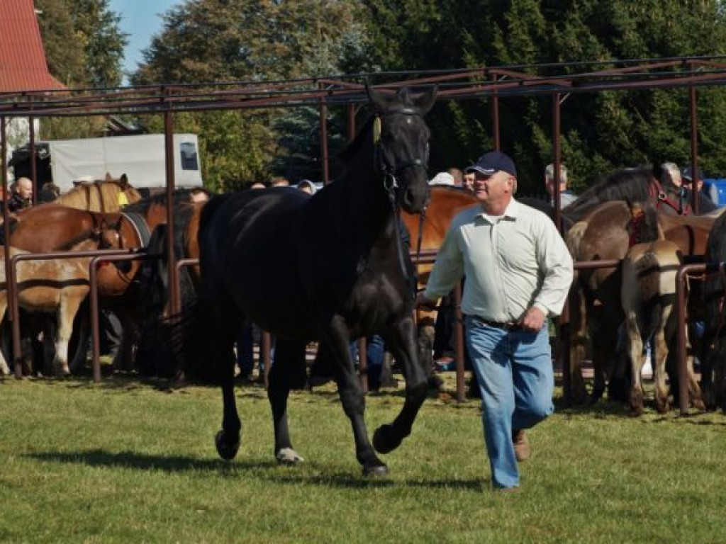 Konie w stępie i kłusie, czyli Wojewódzki Czempionat w Bedlnie