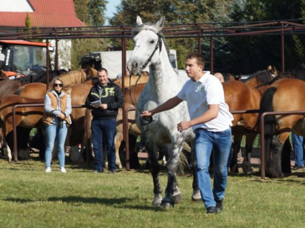 Konie w stępie i kłusie, czyli Wojewódzki Czempionat w Bedlnie