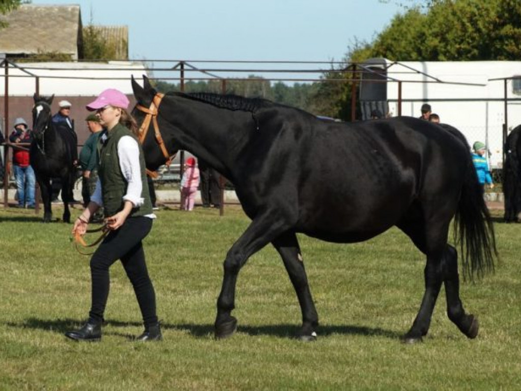 Konie w stępie i kłusie, czyli Wojewódzki Czempionat w Bedlnie