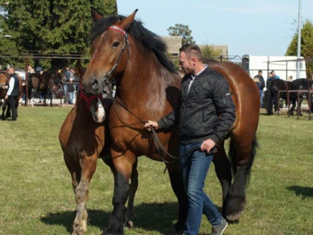 Konie w stępie i kłusie, czyli Wojewódzki Czempionat w Bedlnie