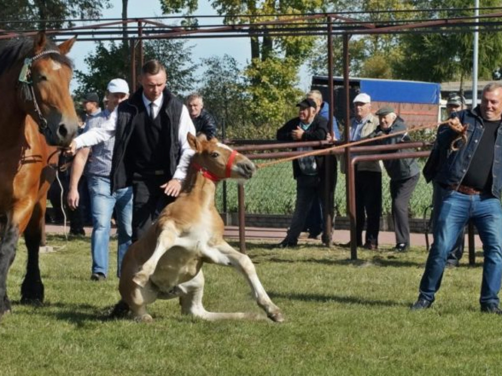 Konie w stępie i kłusie, czyli Wojewódzki Czempionat w Bedlnie
