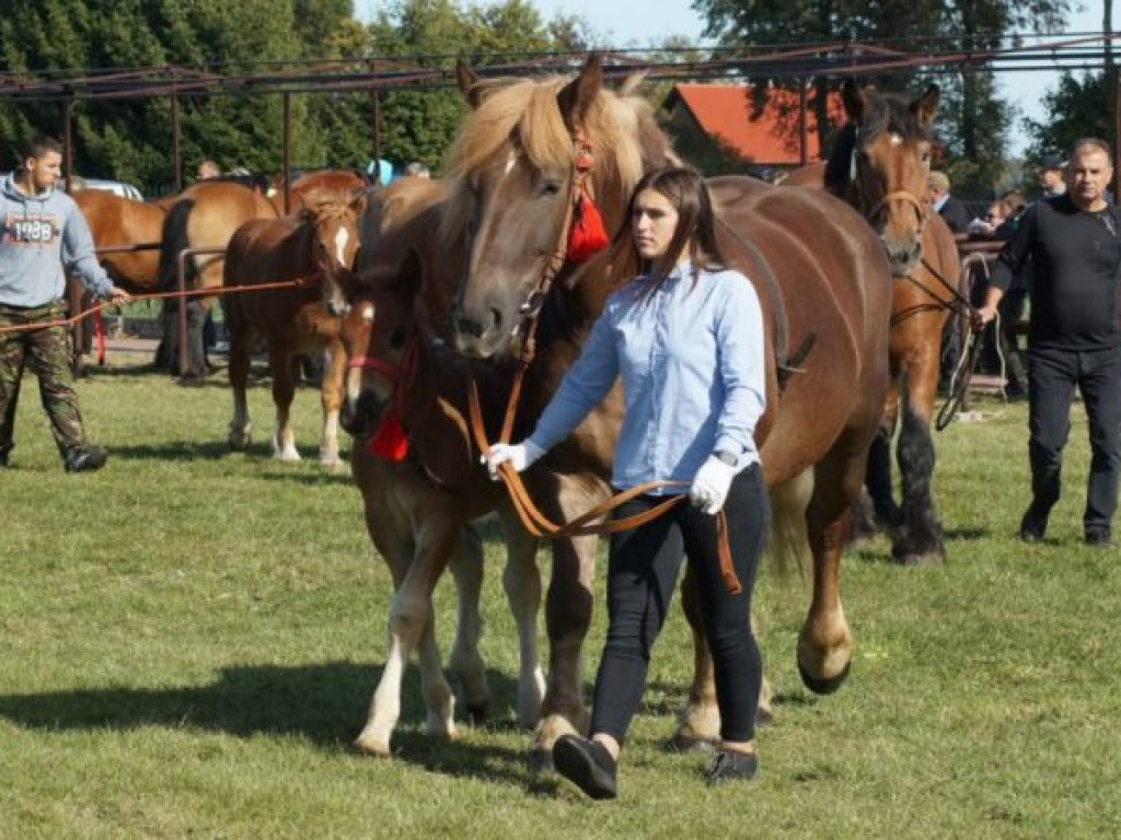 Konie w stępie i kłusie, czyli Wojewódzki Czempionat w Bedlnie