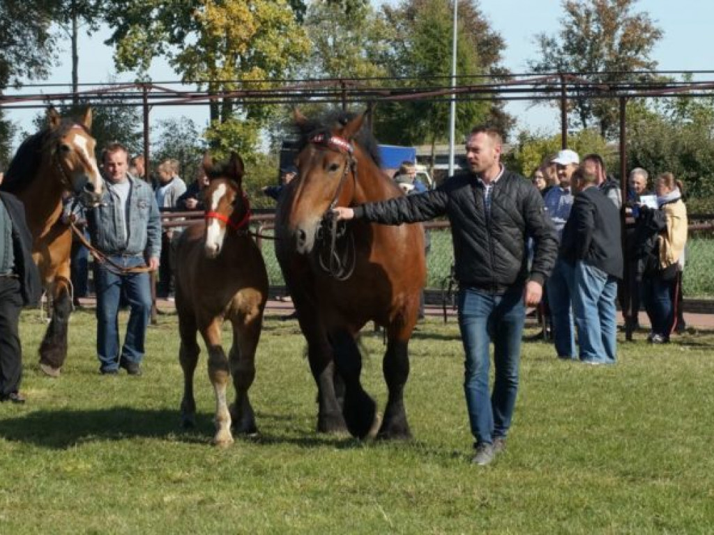 Konie w stępie i kłusie, czyli Wojewódzki Czempionat w Bedlnie