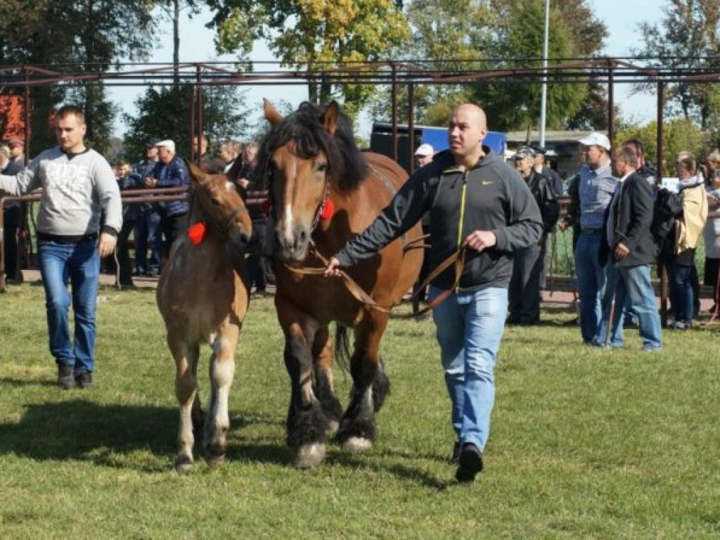Konie w stępie i kłusie, czyli Wojewódzki Czempionat w Bedlnie
