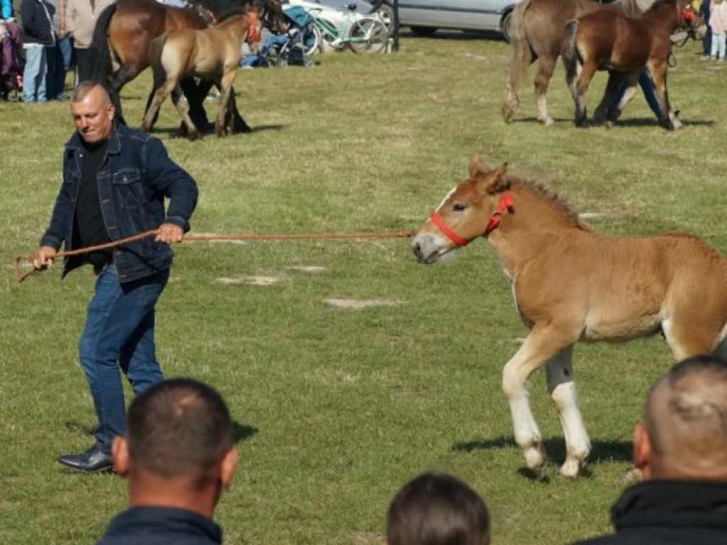 Konie w stępie i kłusie, czyli Wojewódzki Czempionat w Bedlnie